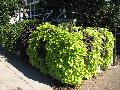 Sweet Potato Vines / Ipomoea batatas